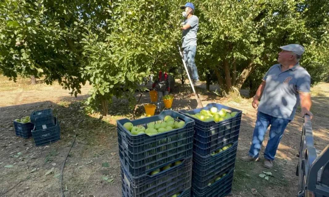 Isparta’da Rekolte Kaybı Yüzde 80’e Ulaştı! Elma Krizi Kapıda 4